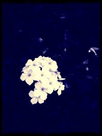 Close-up of flowers