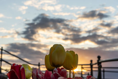 Close-up of flowering plant against cloudy sky