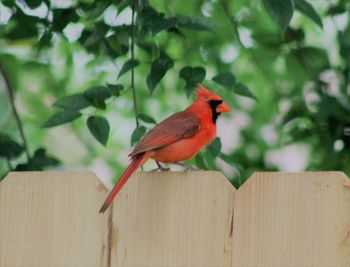 Close-up of bird perching on wood