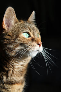 Close-up of a cat looking away