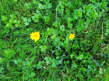 High angle view of yellow flowering plants on land