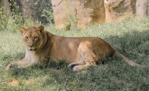 Lion sitting on grass