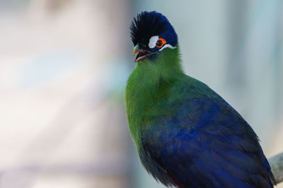 Close-up of parrot perching on a bird