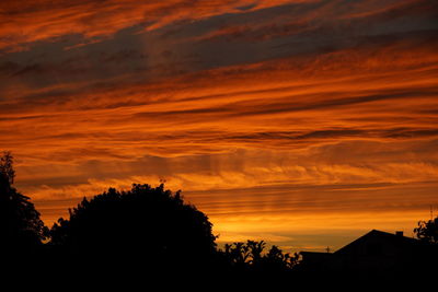 Silhouette of trees at sunset