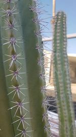 Close-up of cactus growing in desert