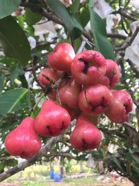 Close-up of red berries growing on tree