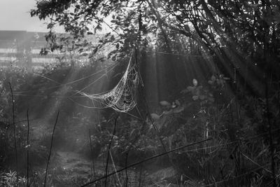 Sunlight streaming through trees in forest