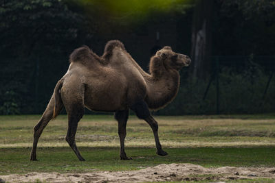 Camel on field