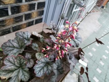 Close-up high angle view of plant