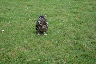 Bird on grassy field