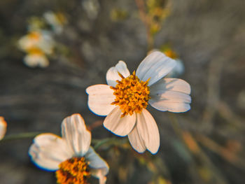 Close-up of white flowering plant