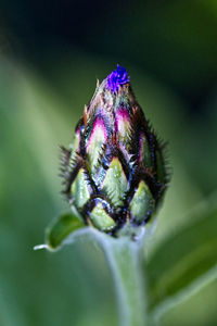 Close-up of insect on purple flower