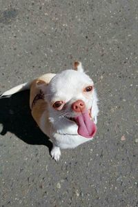 High angle view of dog yawning