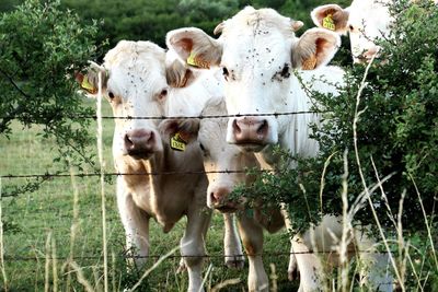 Portrait of cows standing on grassy field at farm