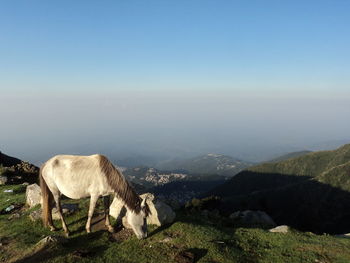 Horse grazing on field against mountains