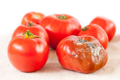 Close-up of tomatoes over white background