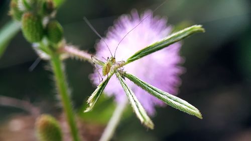 Close-up of insect on purple flower