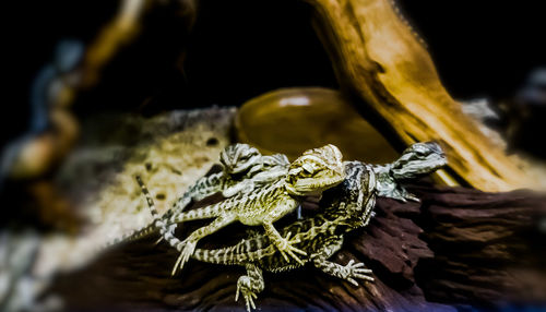 Close-up of lizard on rock