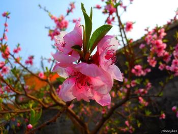 Low angle view of cherry blossom tree