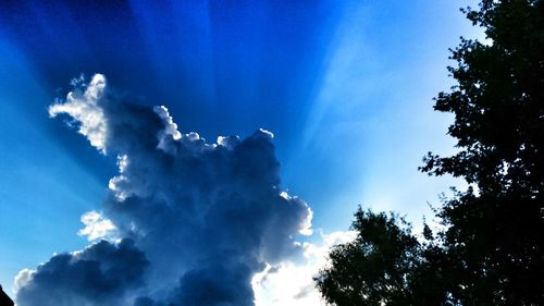 Low angle view of trees against blue sky