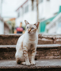 Portrait of cat sitting on staircase