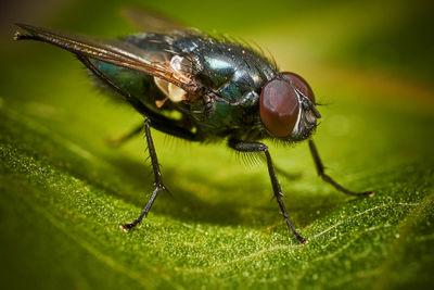 Close-up of insect on leaf