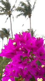 Close-up of pink flowers