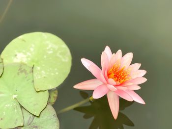 Close-up of lotus water lily