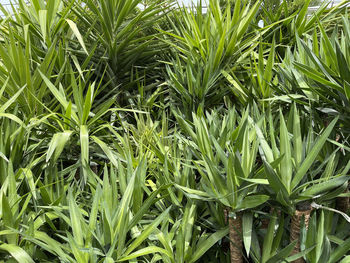 Full frame shot of fresh green plants on field