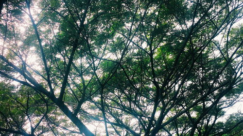 Low angle view of tree against sky