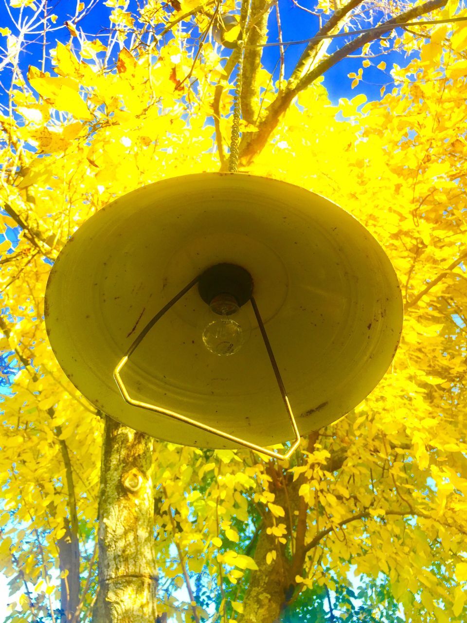 yellow, low angle view, no people, outdoors, day, nature