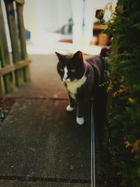 Portrait of cat