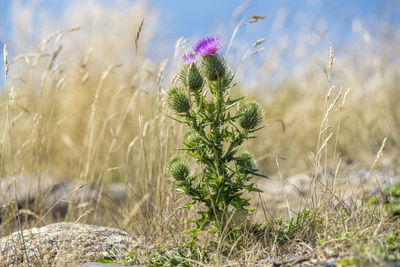 Close-up of flowering plants on land