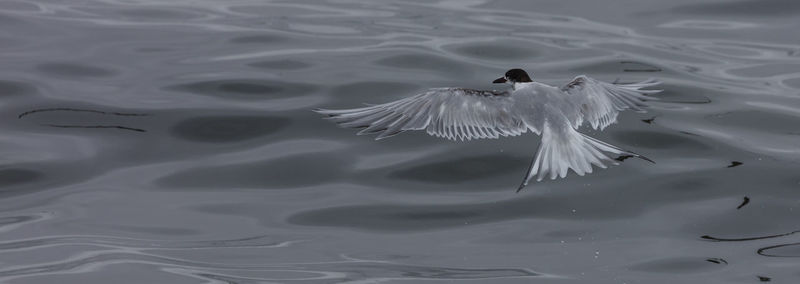 Common tern at the harbour of walvis bay, a town situated at the coast of namibia