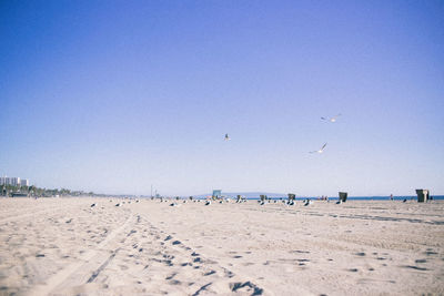 Seagulls on beach against clear sky