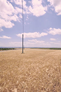 Wheat fields bathed in the sun before harvest, colors of summer