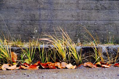 Close-up of plants growing outdoors