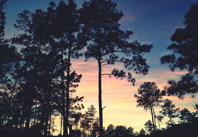 Low angle view of trees against sky at sunset