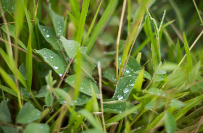 Close-up of wet leaves on rainy day