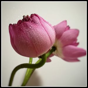 Close-up of pink flowers