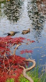 High angle view of birds in lake