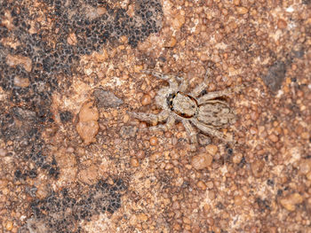 Close-up of spider on rock