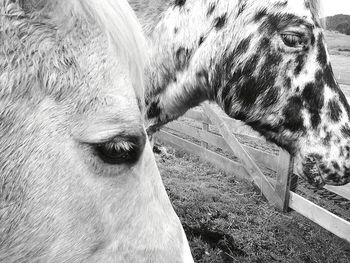 Close-up portrait of horse