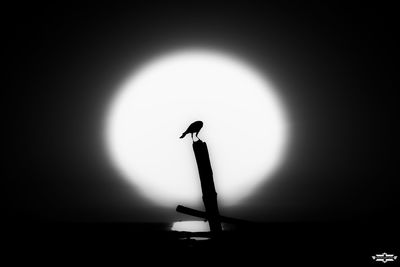 Silhouette of lamp