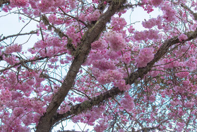 Low angle view of pink flowering tree