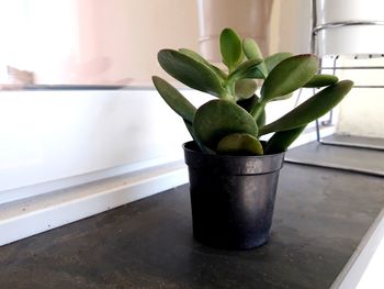 Close-up of potted plant on window sill at home