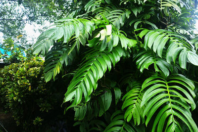 Low angle view of green leaves