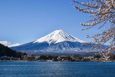 Mount fuji in kawaguchi and sakura blossom