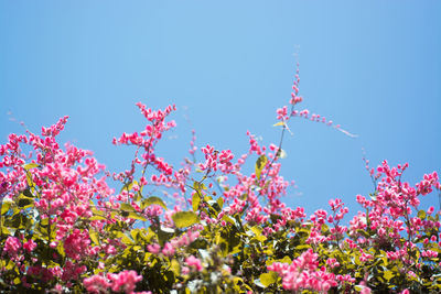 Low angle view of pink flowers blooming against clear blue sky