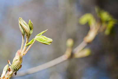 Close-up of plant leaves